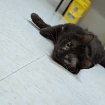 Thumbnail photo of Sitka #2