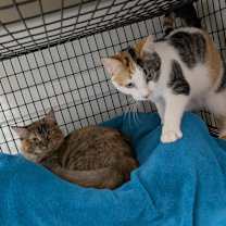 Thumbnail photo of Ramona #2