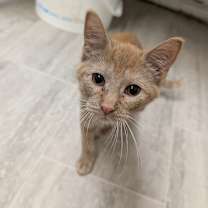 Thumbnail photo of Mandarin Orange #3