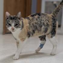 Thumbnail photo of Maggie #4