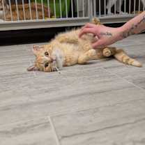 Thumbnail photo of Tangerine #4