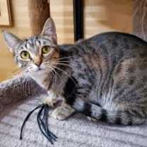 Thumbnail photo of Vidalia #1