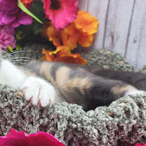 Thumbnail photo of Iris #1