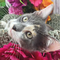 Thumbnail photo of Iris #2