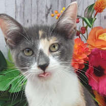 Thumbnail photo of Iris #3