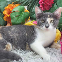 Thumbnail photo of Iris #4