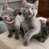 Thumbnail photo of Muffin #2