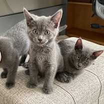 Thumbnail photo of Muffin #3