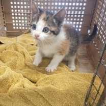 Thumbnail photo of Banksy #1