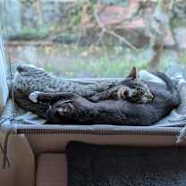 Thumbnail photo of Keanu #3