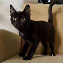 Thumbnail photo of Activia [FeLV +] #4