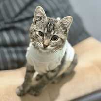 Thumbnail photo of Okios [FeLV+ FIV+] #3