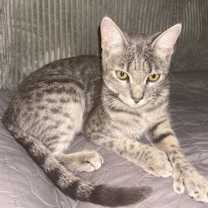 Thumbnail photo of Mittens- polydactyl #1