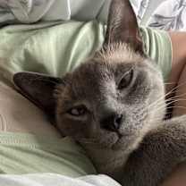 Thumbnail photo of Oliver #2