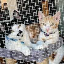 Thumbnail photo of Rocket #3