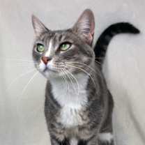 Thumbnail photo of BEANS #2