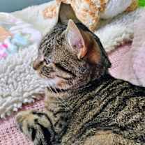 Thumbnail photo of HONEYBEAR #1780 -Offered by Owner- Good w/kids #2