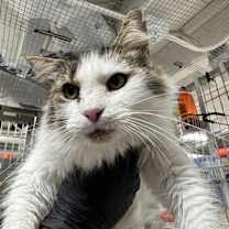 Thumbnail photo of Harlow #1