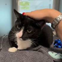 Thumbnail photo of Shadow Singer #2