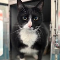 Thumbnail photo of Shadow Singer #3