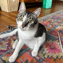 Thumbnail photo of Marigold C66321 #1