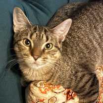 Thumbnail photo of Plants C66288 #1