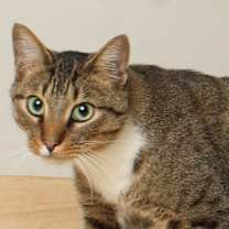 Thumbnail photo of Snikkars C66825 #1