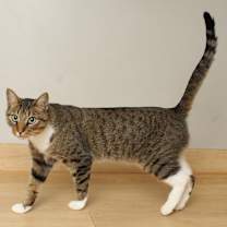 Thumbnail photo of Snikkars C66825 #2