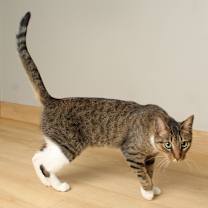 Thumbnail photo of Snikkars C66825 #4