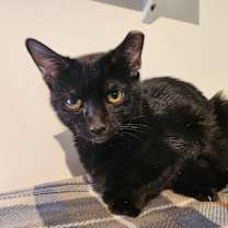 Thumbnail photo of Cheetarah #3