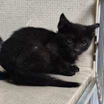 Thumbnail photo of Newt #2