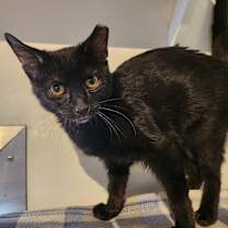 Thumbnail photo of Cheetarah #4