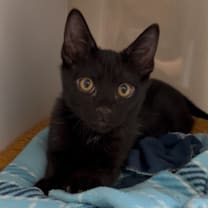 Thumbnail photo of Newt #3