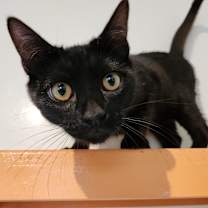 Thumbnail photo of Newt #4