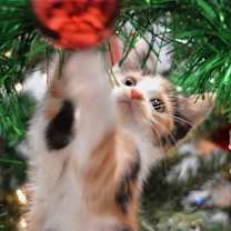 Thumbnail photo of Ladybug #1