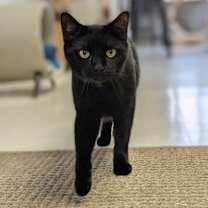 Thumbnail photo of Poe #1