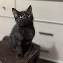 Thumbnail photo of Tucker #1