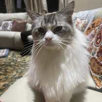 Thumbnail photo of Monty #2