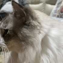 Thumbnail photo of Monty #3