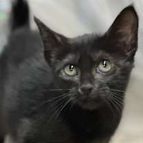 Thumbnail photo of Apple #1