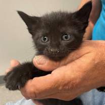 Thumbnail photo of Apple #2