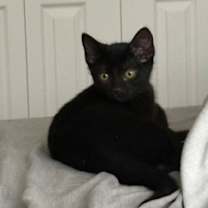 Thumbnail photo of Abracadabra *MUST BE ADOPTED W #2