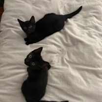 Thumbnail photo of Abracadabra *MUST BE ADOPTED W #3