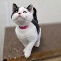 Thumbnail photo of Cuttlefish #1