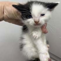 Thumbnail photo of Cuttlefish #2