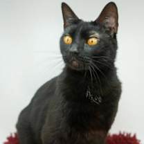 Thumbnail photo of Oliver #1