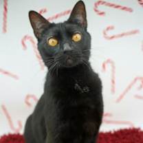 Thumbnail photo of Oliver #2