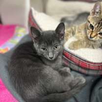 Thumbnail photo of Cornea #2