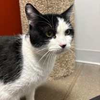 Thumbnail photo of Toddles #3