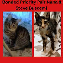 Thumbnail photo of Steve Buscemi  *A PRIORITY PET #1